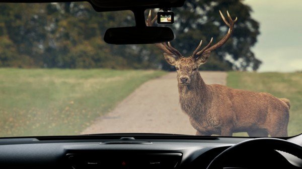 deer infront of car