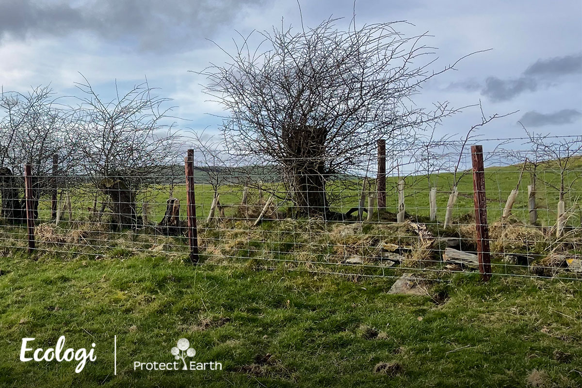 Wire fence with leafless trees and saplings protected by guards on grassy field.