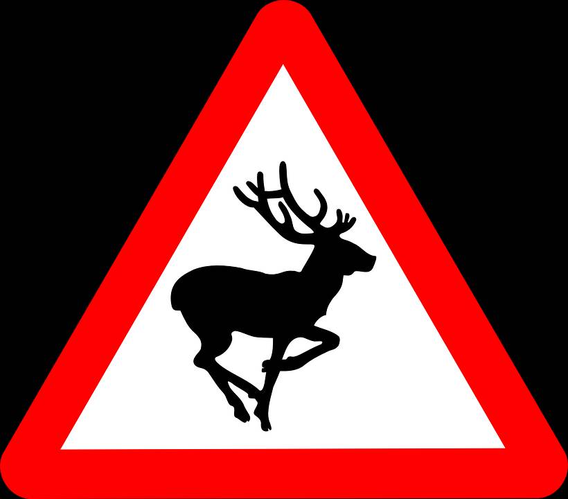What to do if you hit an animal