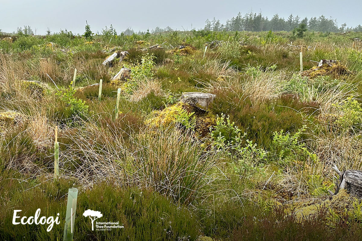 A field with young tree saplings and moss-covered tree stumps.