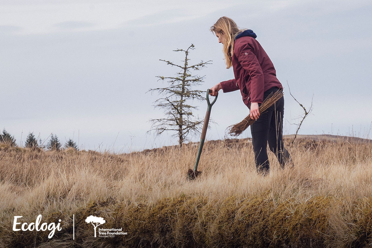 Person planting saplings with a spade in a grassy field.