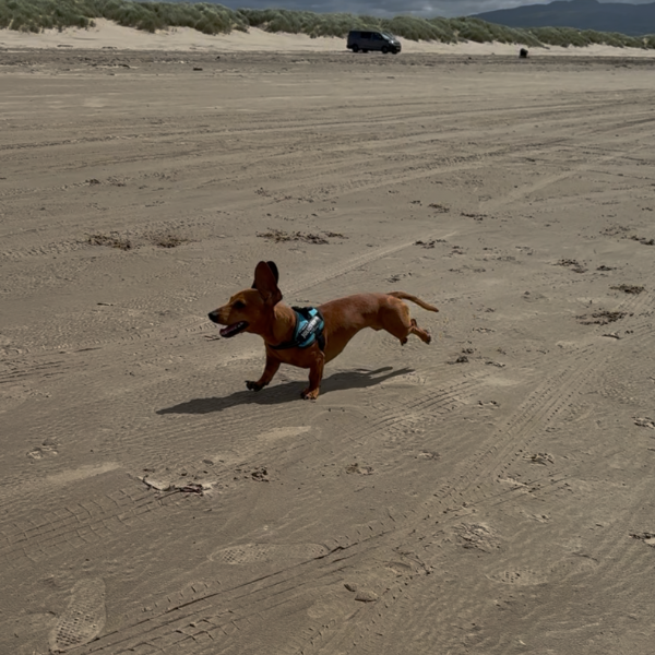 Brown dog wearing a harness running on a sandy beach.