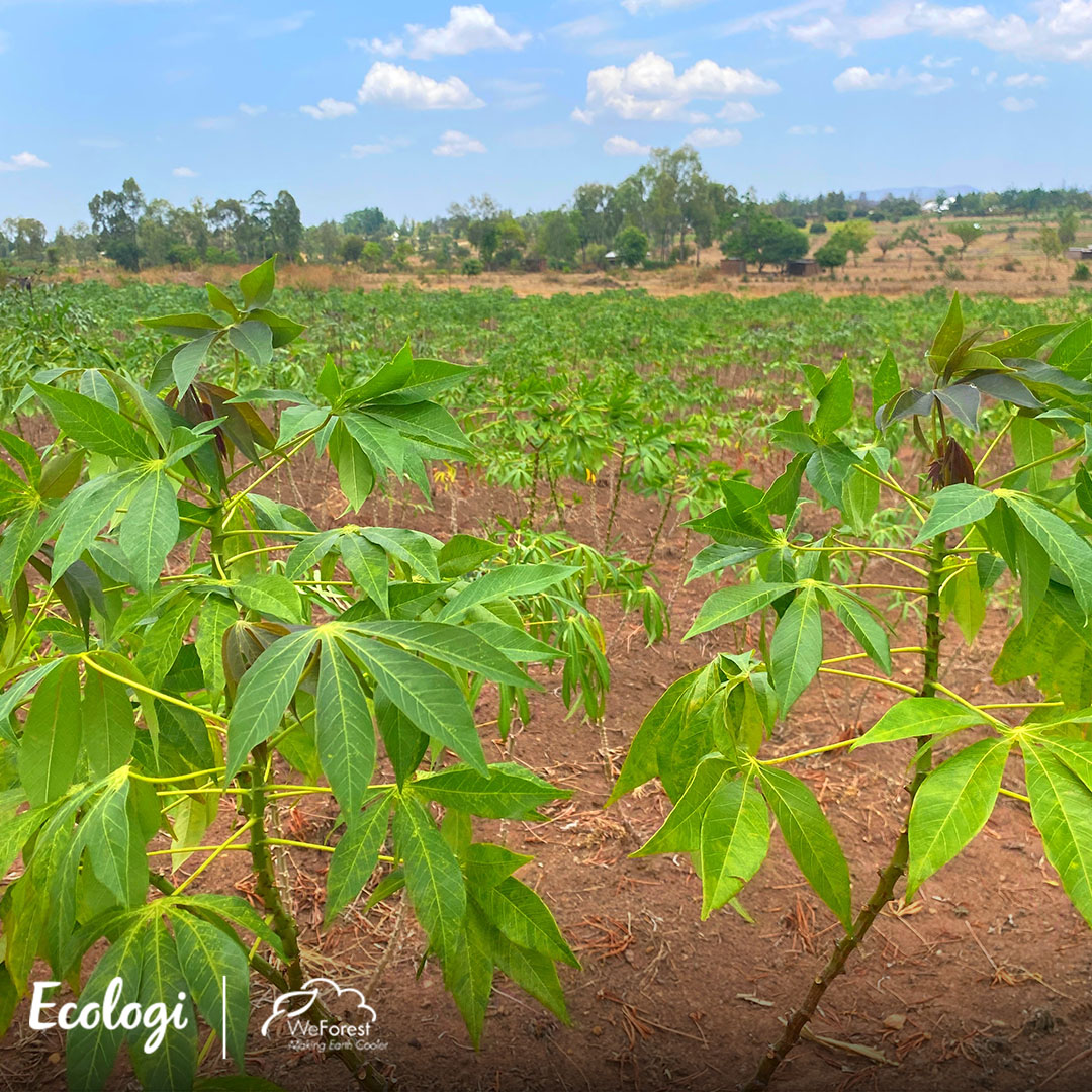 Cassava plants growing in a field, logos of Ecologi and WeForest visible in the corner.
